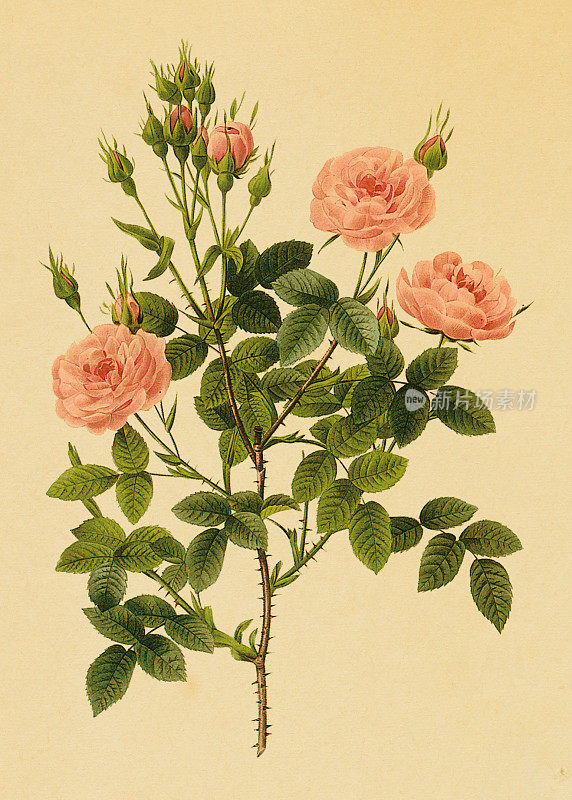 彩绒玫瑰|古董花卉插图